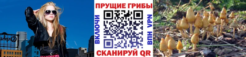 Псилоцибиновые грибы Psilocybe  Купить закладки  Усмань 